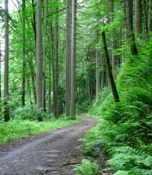 The Path in Forest Park